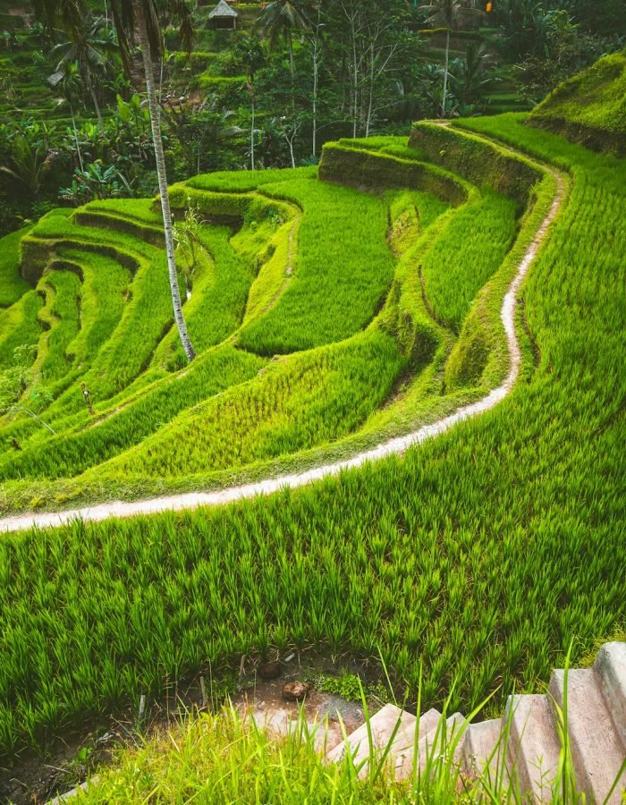 Tegalalang rice terrace in the Ubud, Bali